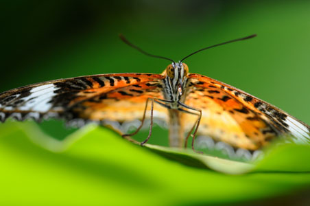 Malaysian Plain Lacewing